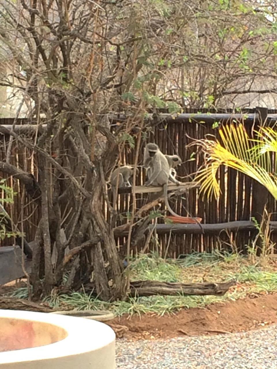 The Cheetah Rest Hoedspruit Exterior foto